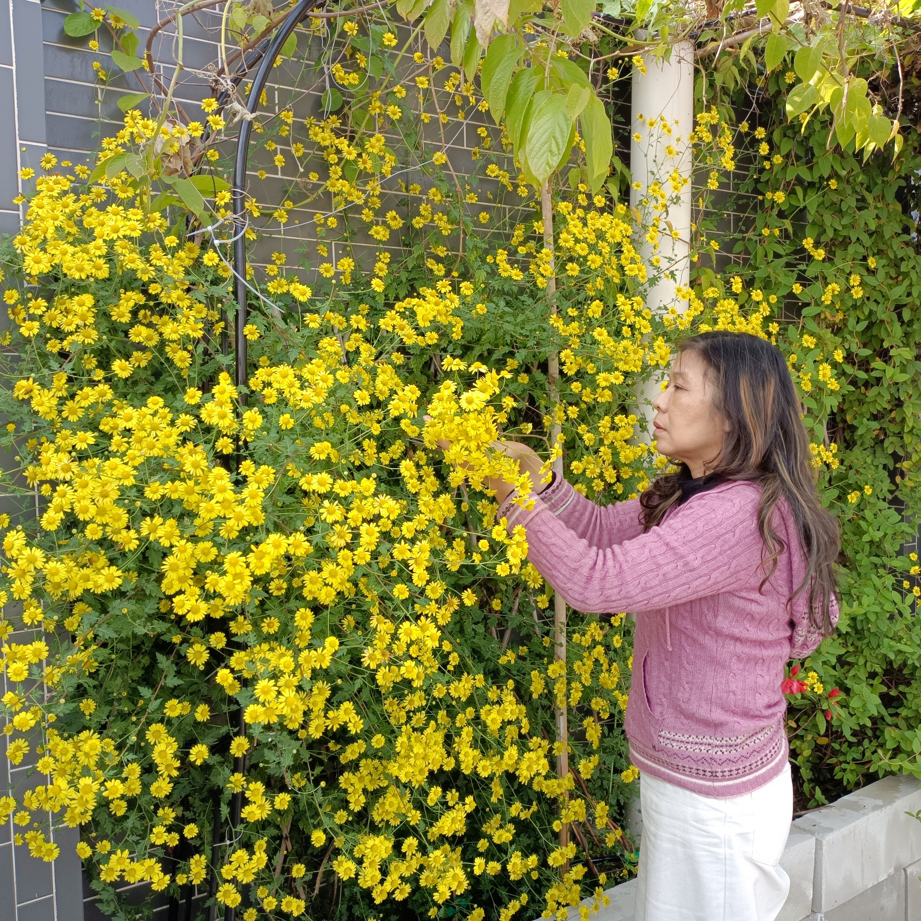 菊香蟹肥诗词,菊香蟹