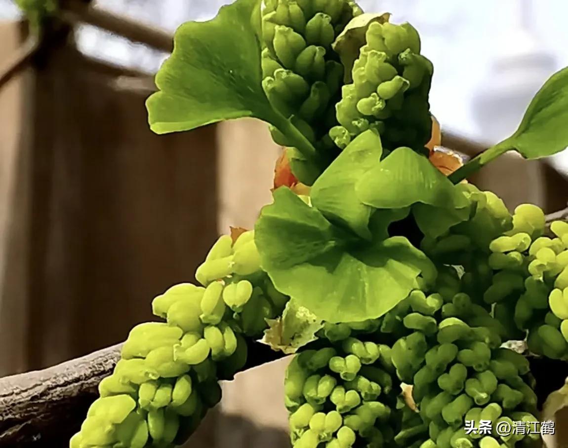 鸭掌木病害图谱及防治,鸭脚木的病害和治疗方法