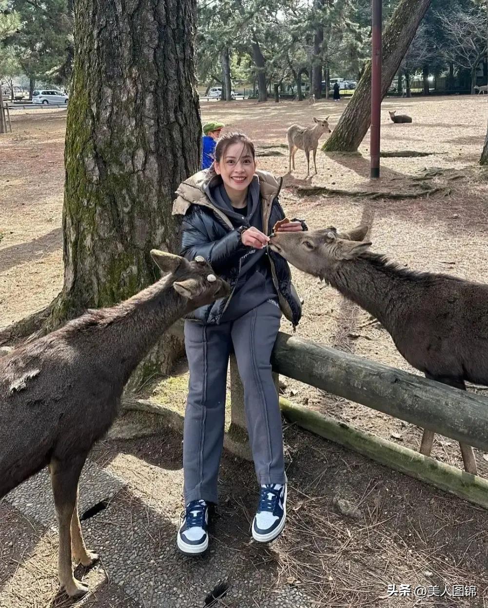 越南芝芙,芝芙越南