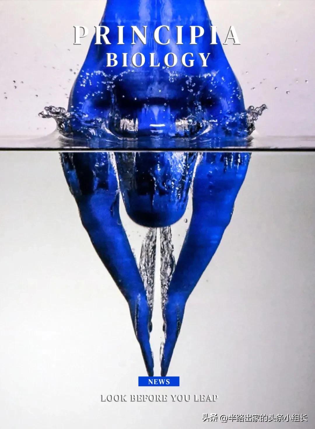 跳水最安全的入水方式,跳水哪种动作存活率大