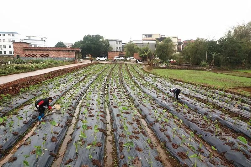基层农业春耕备耕新闻,各地抢抓农时全力做好春耕备耕