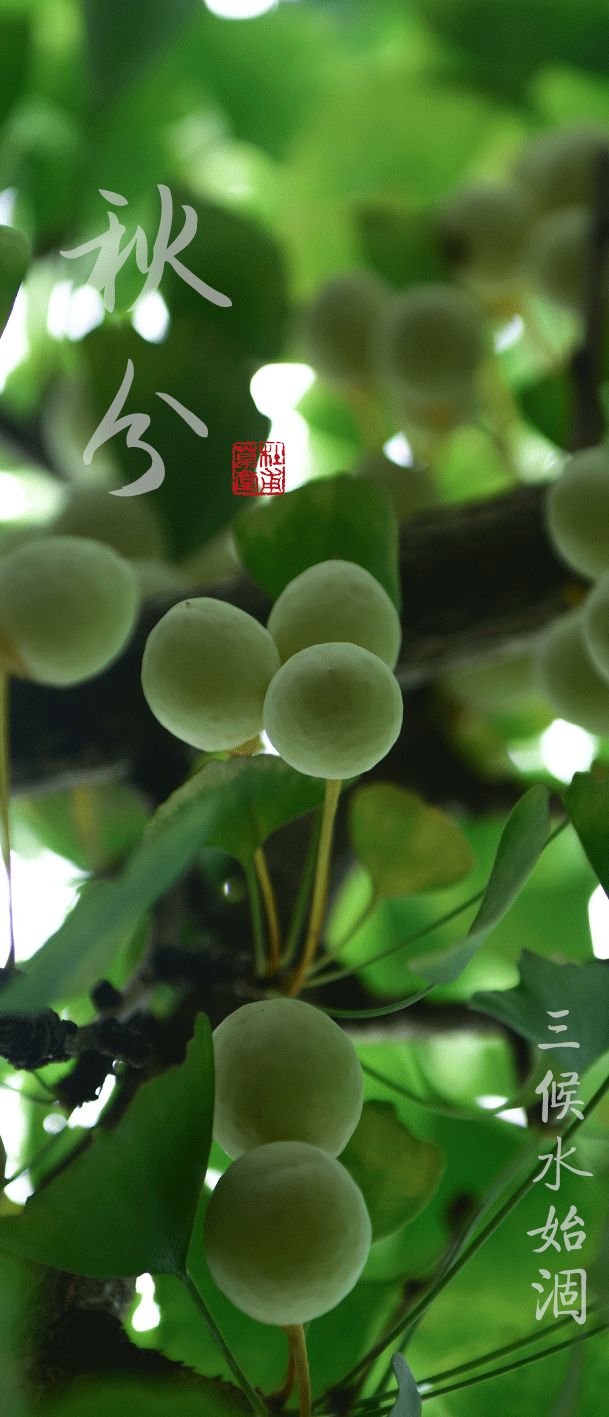今日秋分丨秋实春华，草堂浮生