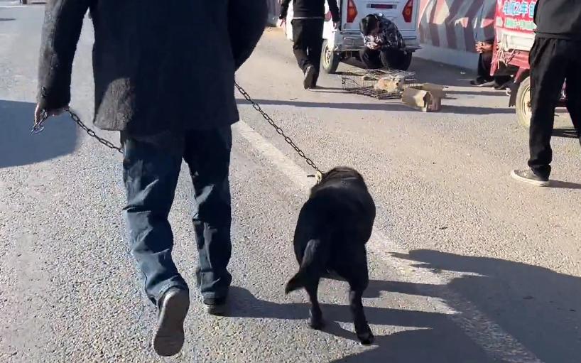 拉布拉多被卖入狗肉车的视频,拉布拉多被卖狗市