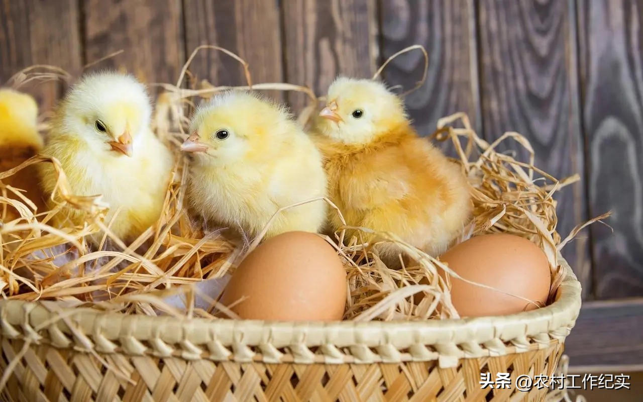 黑鸡公苗多少钱一斤,麻公鸡苗今天价格