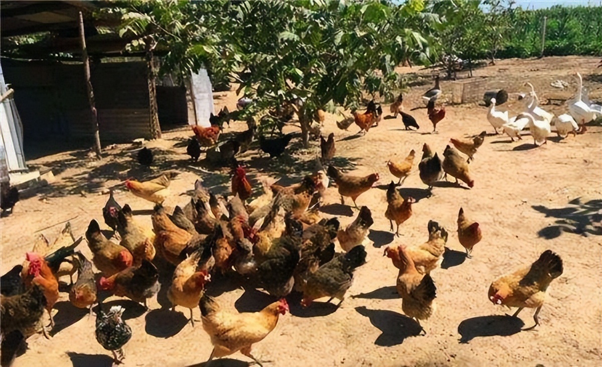 鸡鸭鹅拉羊粪便怎么处理,鸡鸭鹅拉白色便是怎么回事