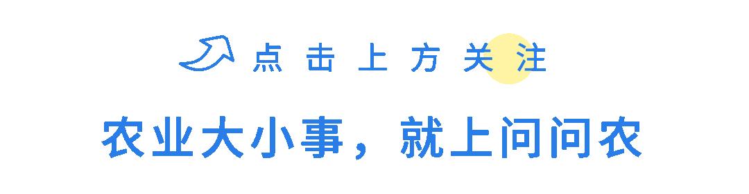 柑橘烟煤病害图片,柑橘煤烟病的防治最新视频