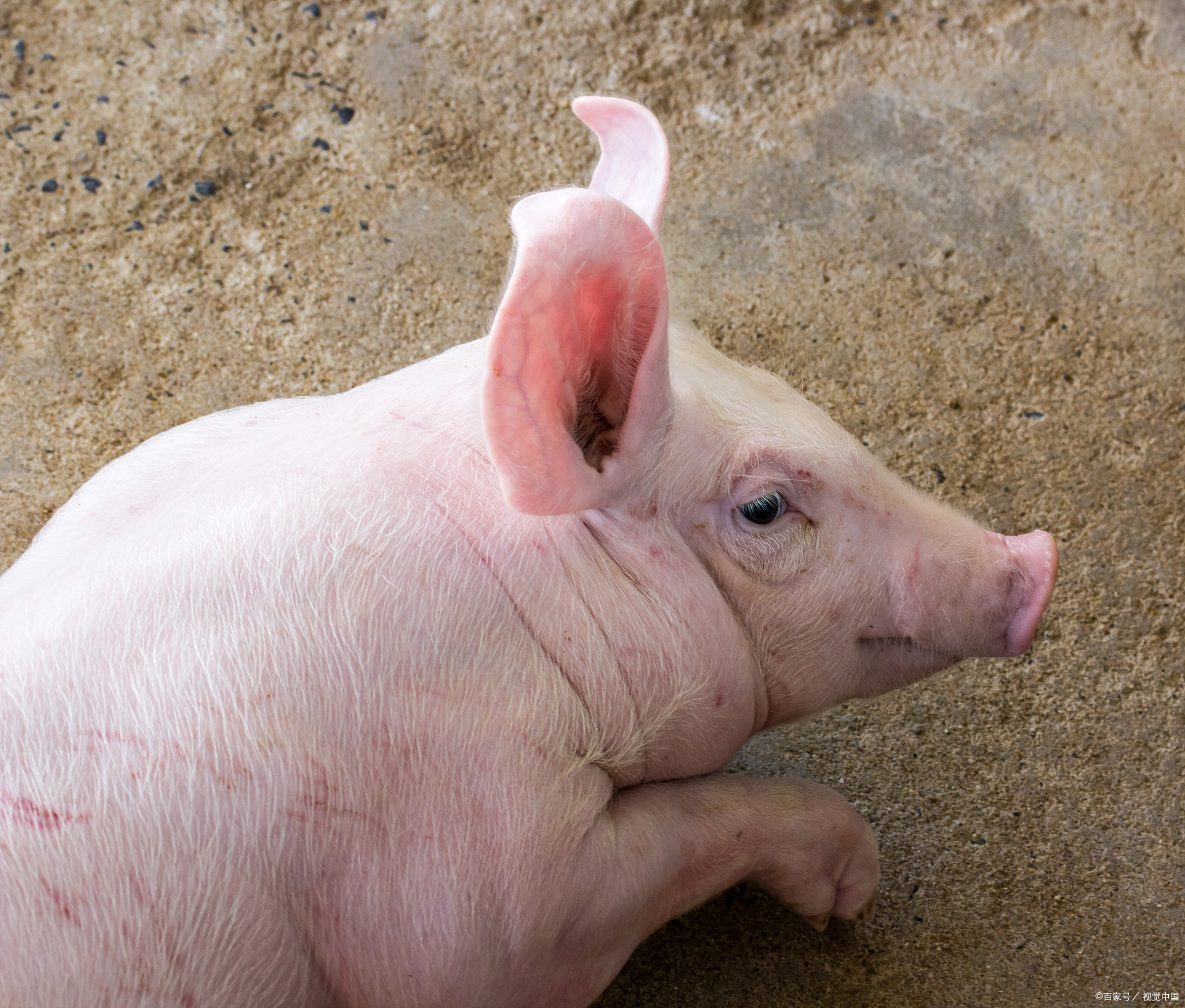 母猪不让仔猪吃奶怎么办,母猪不让新生仔猪吃奶怎么办