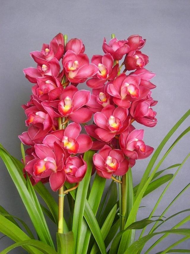 6种年宵花现在买最省钱,年宵花怎么养才旺财