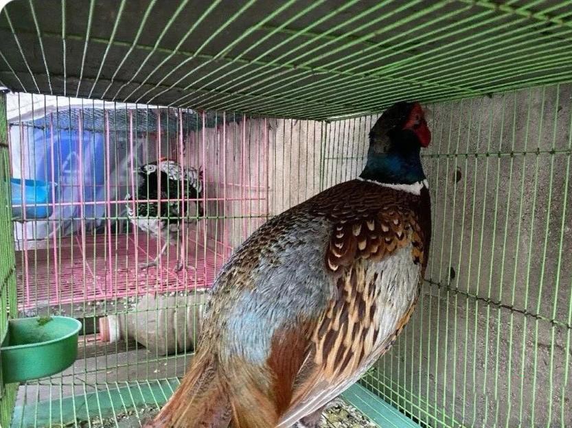 上山捡了野鸡蛋,山上捡的野鸡蛋孵出来能活吗