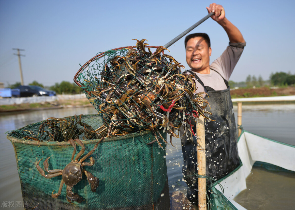 鱼米之乡江苏高淳固城湖大闸蟹,南京高淳固城湖大闸蟹宣传片