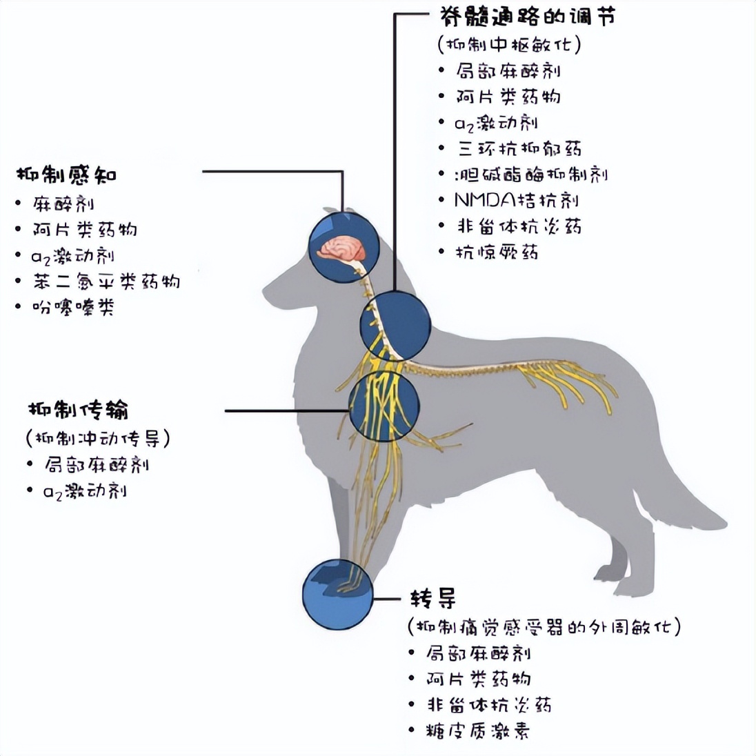 小动物的手术麻醉,小动物注射麻醉常用药