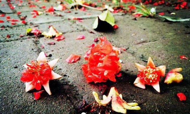 软籽石榴落果里面有种子吗,突尼斯软籽石榴落花落果