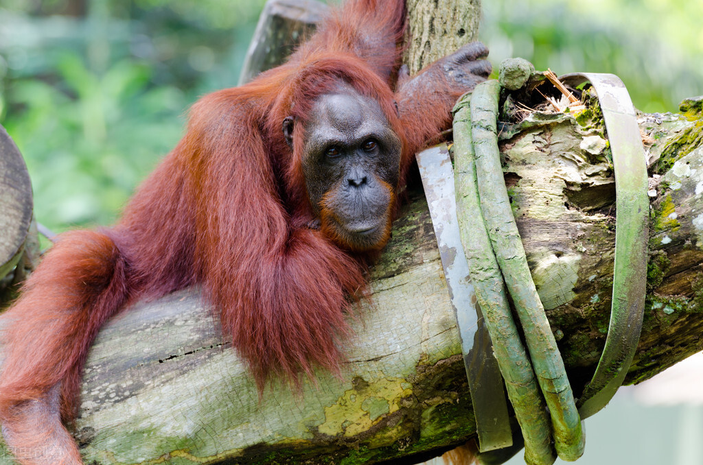 人类为什么只保留了毛发,人类进化体毛为什么保留下来