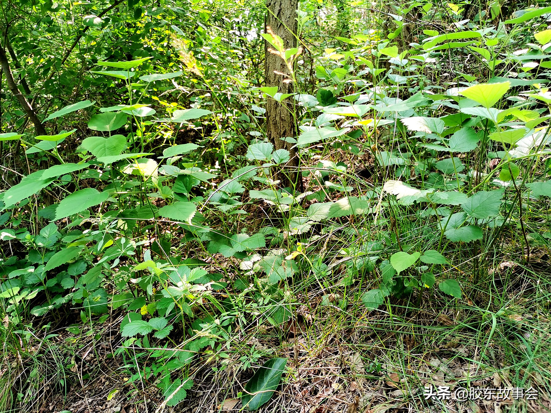 烟台南大街小璜山,烟台小璜山