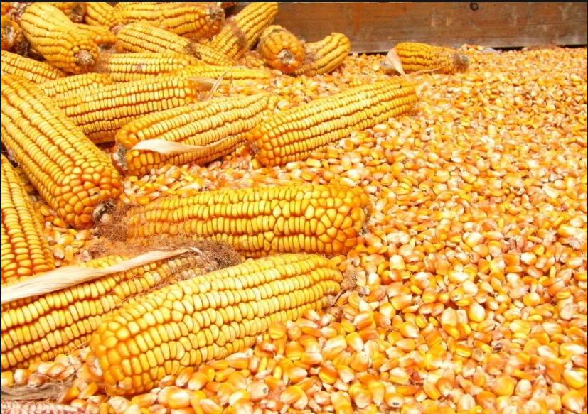 行情突变！9月8日猪价“崩塌预警”，玉米、鸡蛋、油价“太揪心”