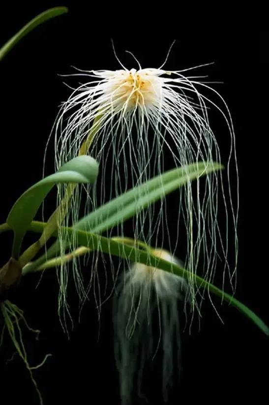 十种最有名的兰花图片,最美的100种兰花图片