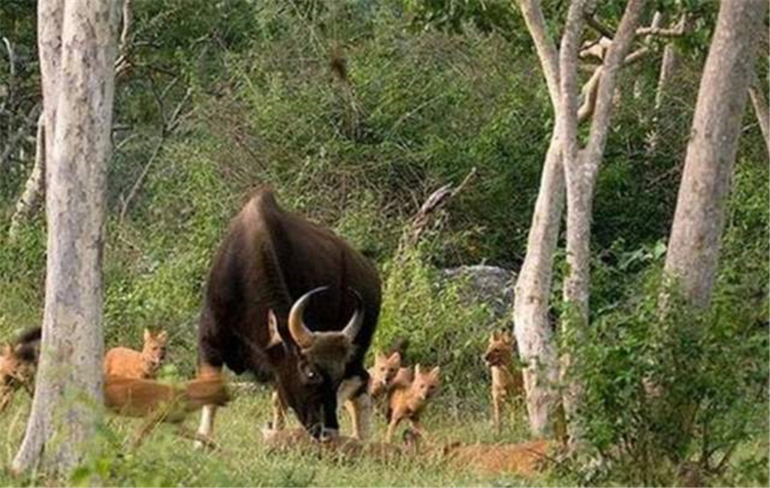 祁连山发现猛兽,祁连山发现300多只野生马鹿