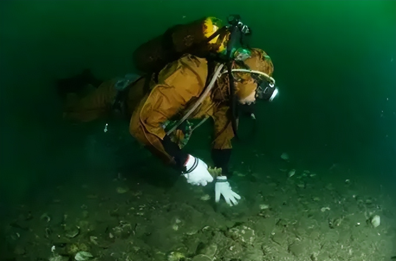 怎么样买不到假的海参,三无海参买不到