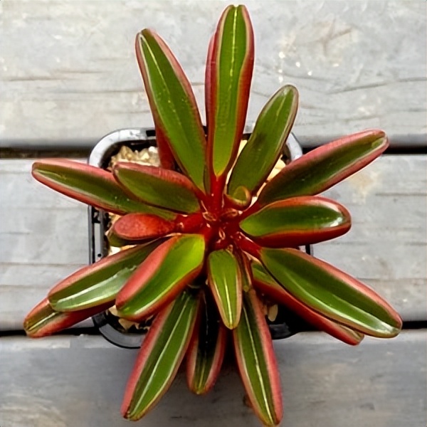 102个大类近500个多肉植物图片，都极其美丽，建议在家中也养一盆