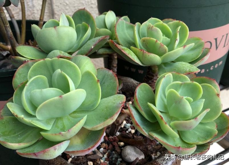 碧桃多肉怎么服盆,碧桃多肉耐不耐冻