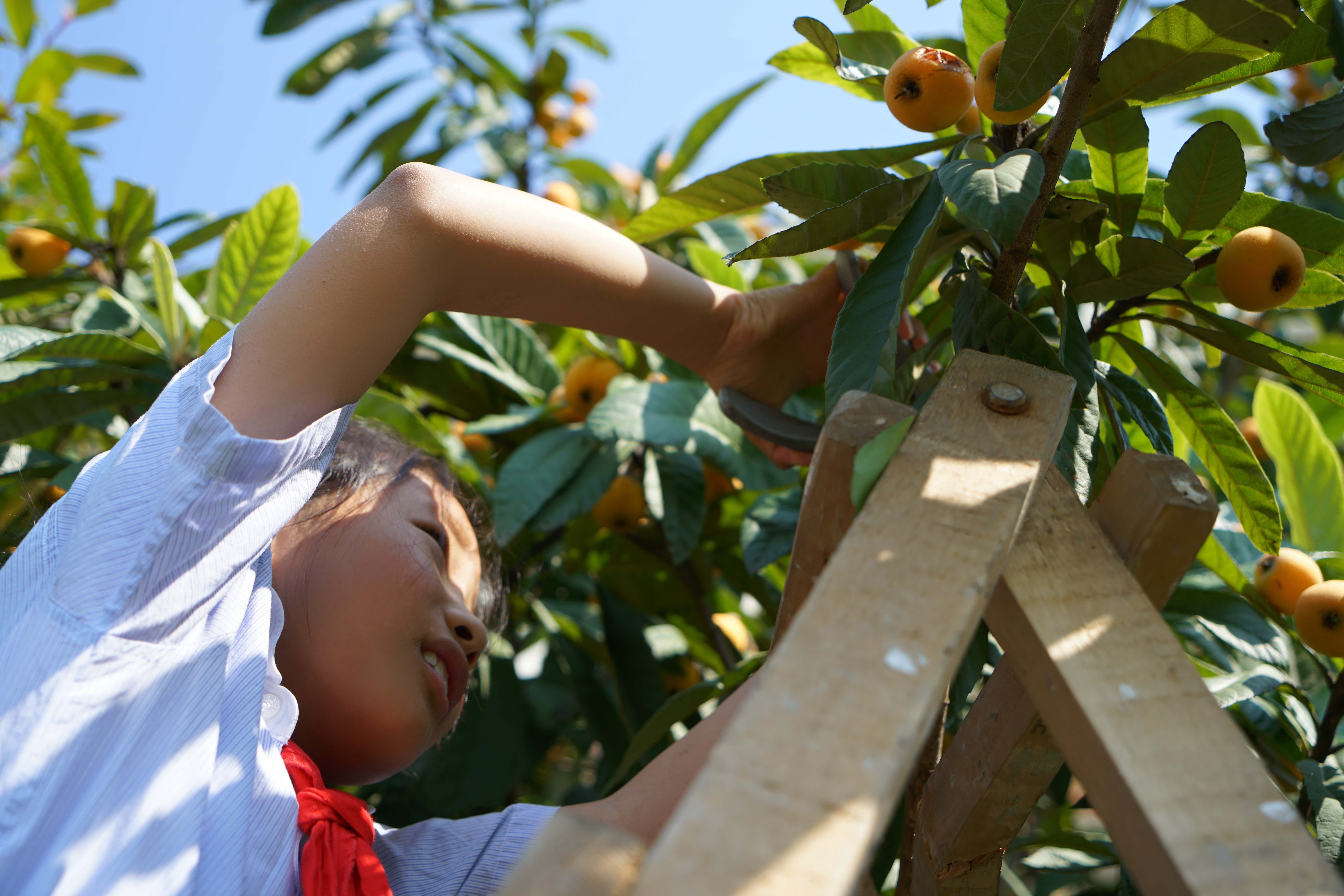 南京市致远外国语小学施教区,南京致远外国语小学一年级