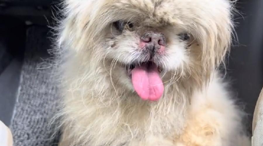 辽宁:连走路都走不稳的老京巴,十多年的陪伴,终究还是错付了