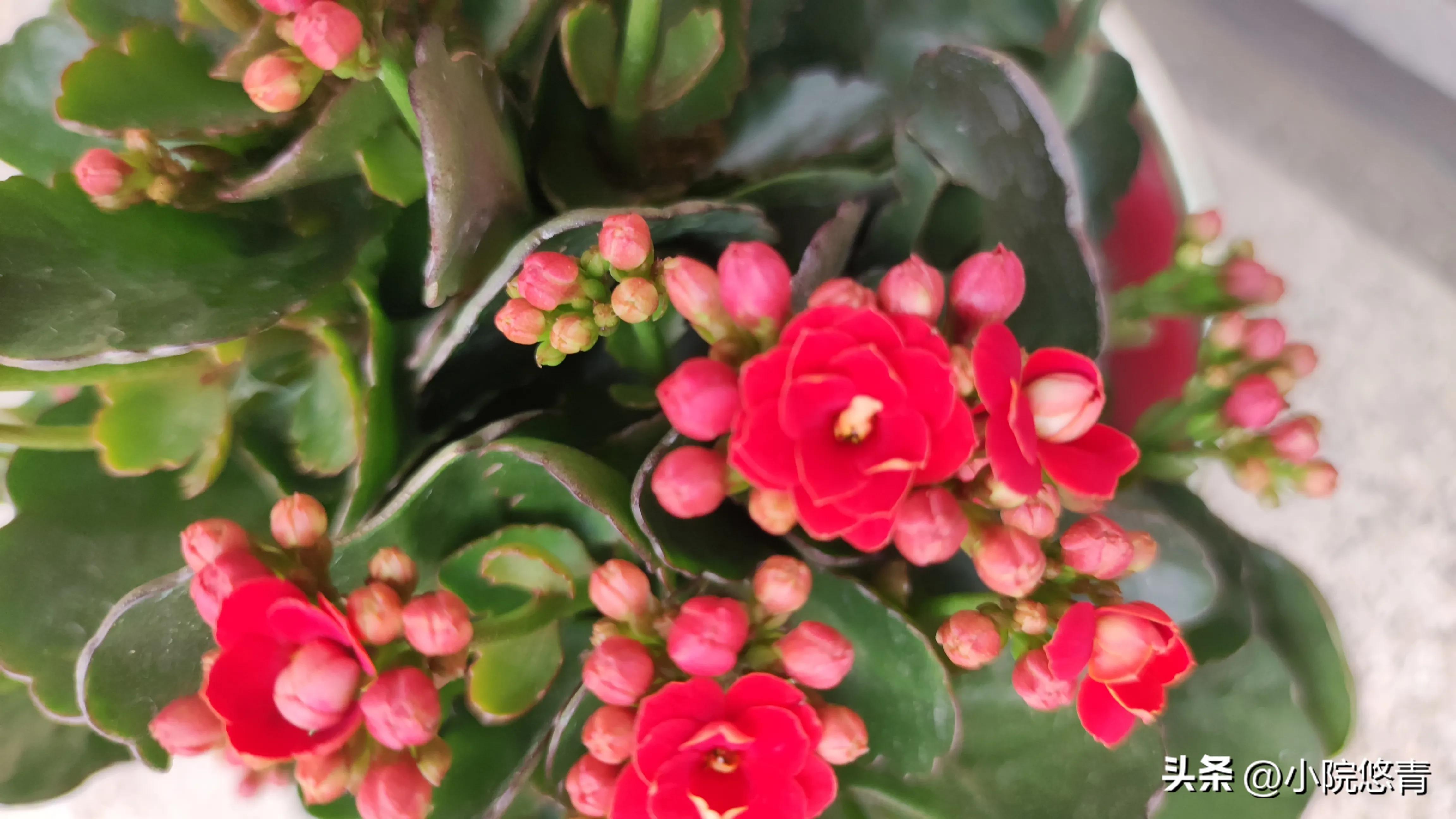 长寿花根系烂了怎么种植,长寿花棒棒糖的种植方法