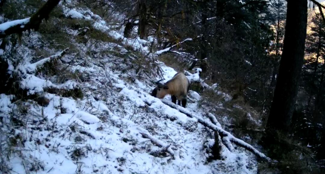 我们先去看熊猫吧英文,我们来了参观熊猫基地视频