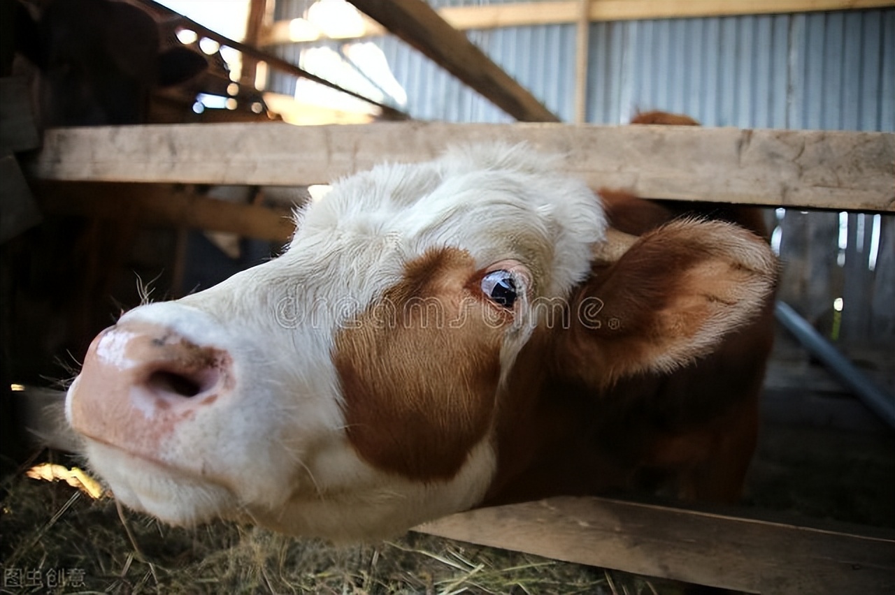 牛价羊价最新行情,牛价最新行情多少钱一斤