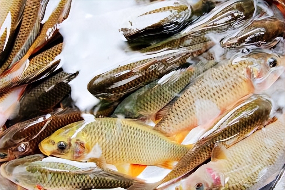 稻田养鱼一年收益多少,稻田养鱼怎么养效益高