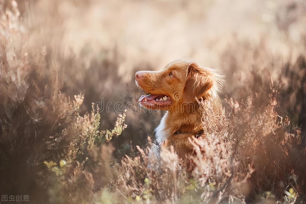 狗狗乳腺肿瘤溃烂怎么处理,狗狗乳腺囊肿和肿瘤的区别