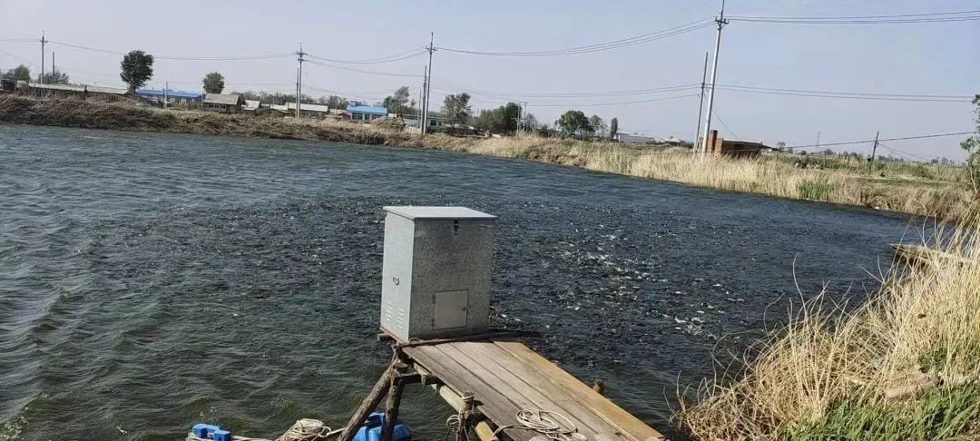 加州鲈发黄是怎么回事,加州鲈烂嘴最好的治疗方法