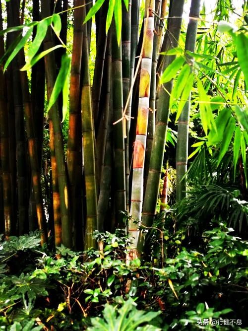 竹解心虚即我师：十二首著名的诗词，展现大诗人们的翠竹情怀