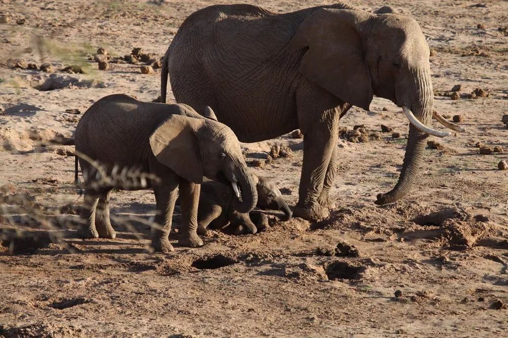 有何深仇大恨？非洲3头大象遭20万只“麻雀”*攻围**，慌忙逃窜50米