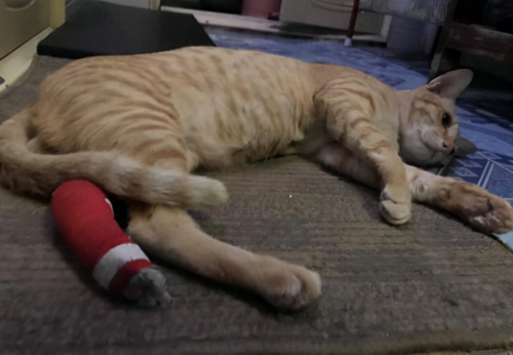 猫的脚受伤了怎么办,猫打架脚受伤