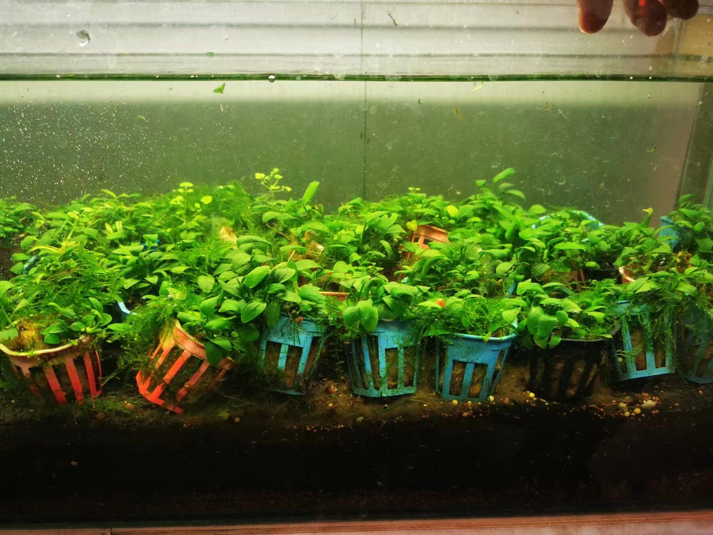 迷你尖叶水榕,迷你水榕和小水榕哪个叶片更好看