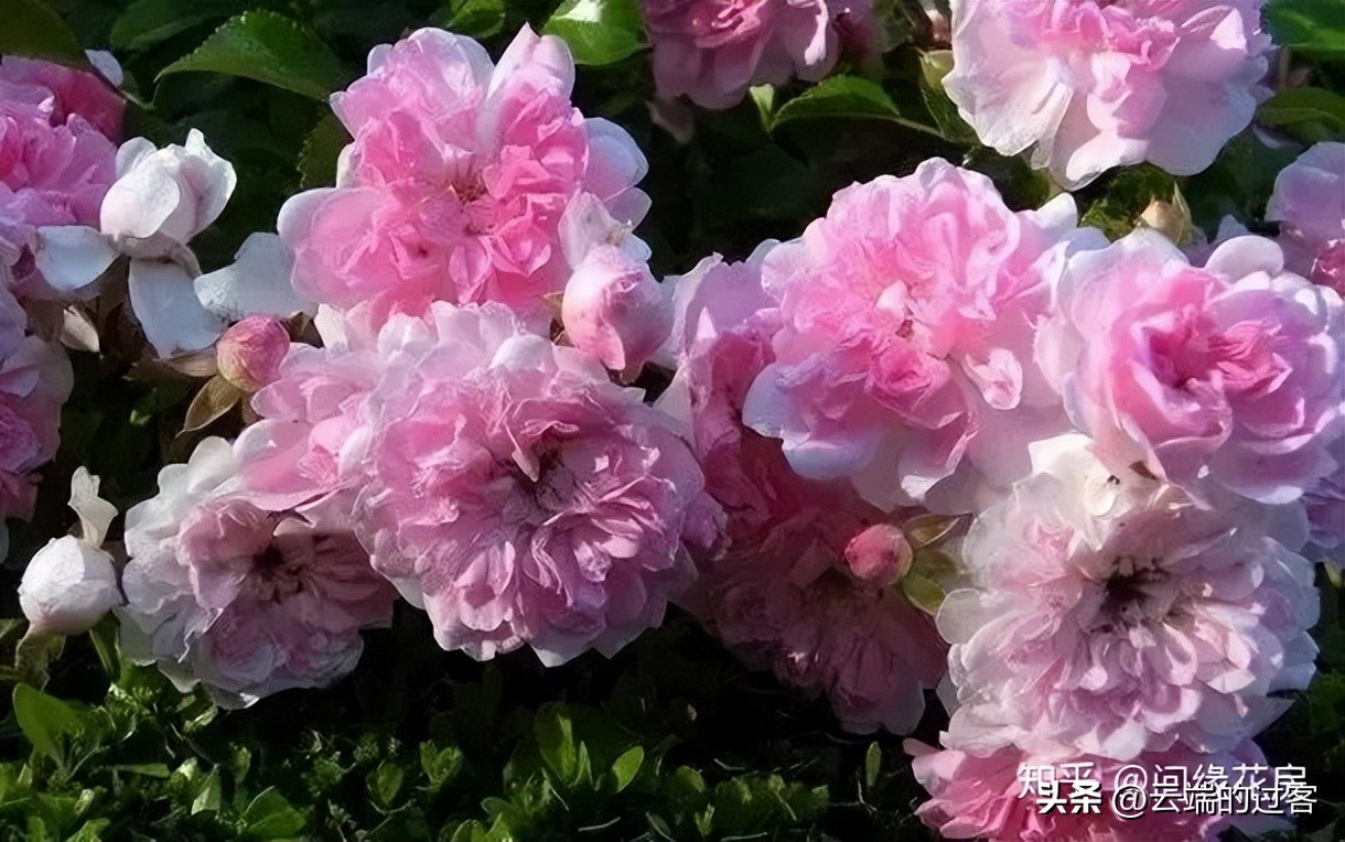 1到99朵玫瑰的含义图片,1到99朵玫瑰花语是什么