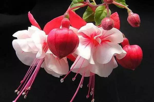 倒挂金钟花图片大赏,开单放鞭炮庆祝图片图文