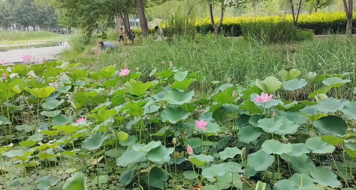 郑州周末带孩子去哪里玩比较好,郑州周末自驾游最佳去处2021