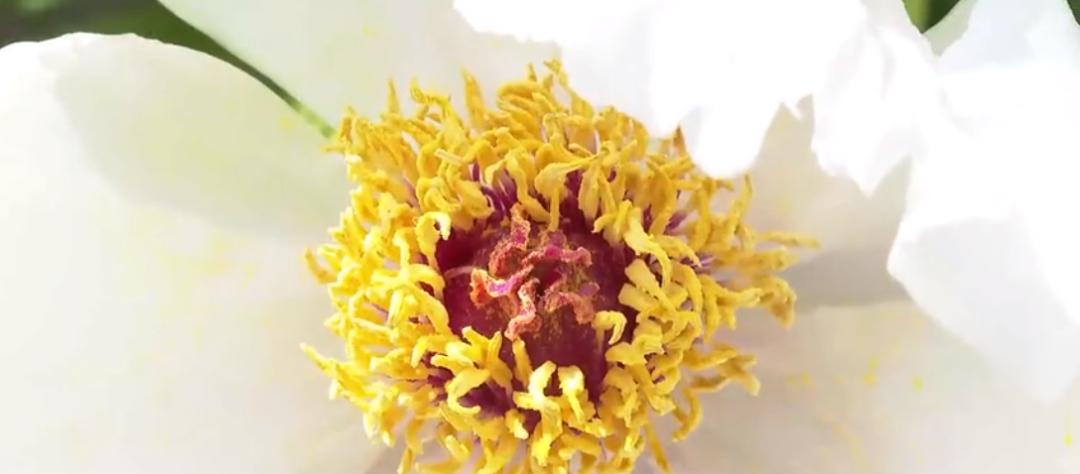 【城事】恰百花盛开品生活如蜜