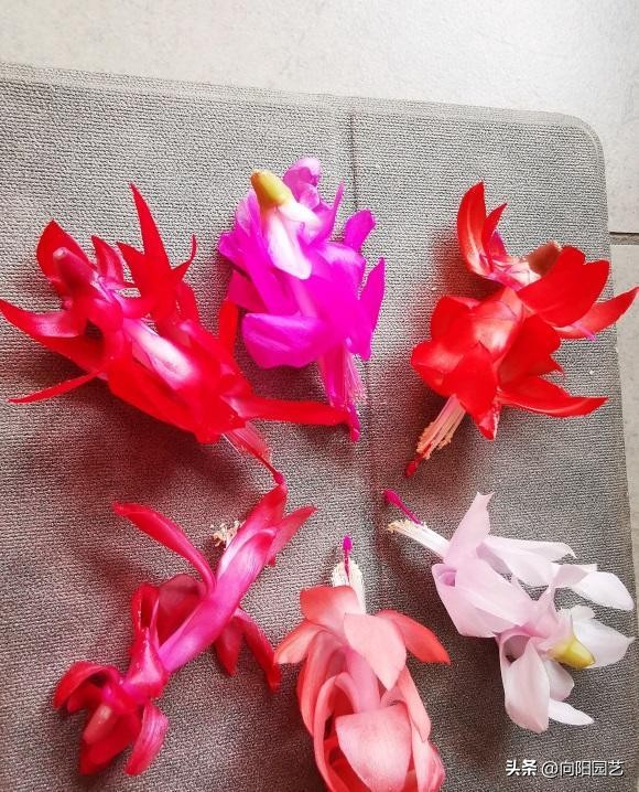 1元蟹爪兰价格,1万元的蟹爪兰图片