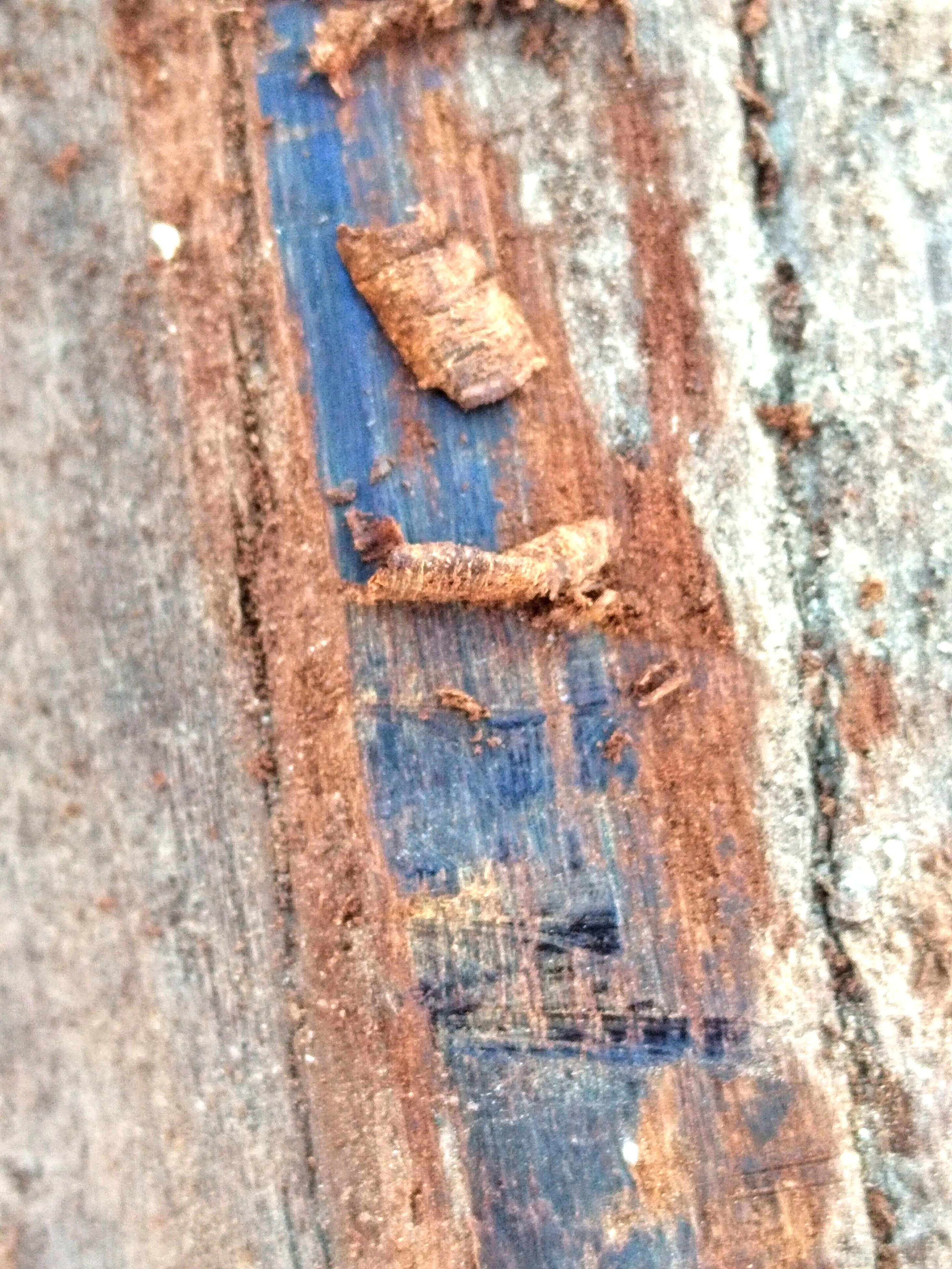 白奇楠莺歌绿奇楠黑奇楠哪个好,黑奇楠和白奇楠沉香哪个好