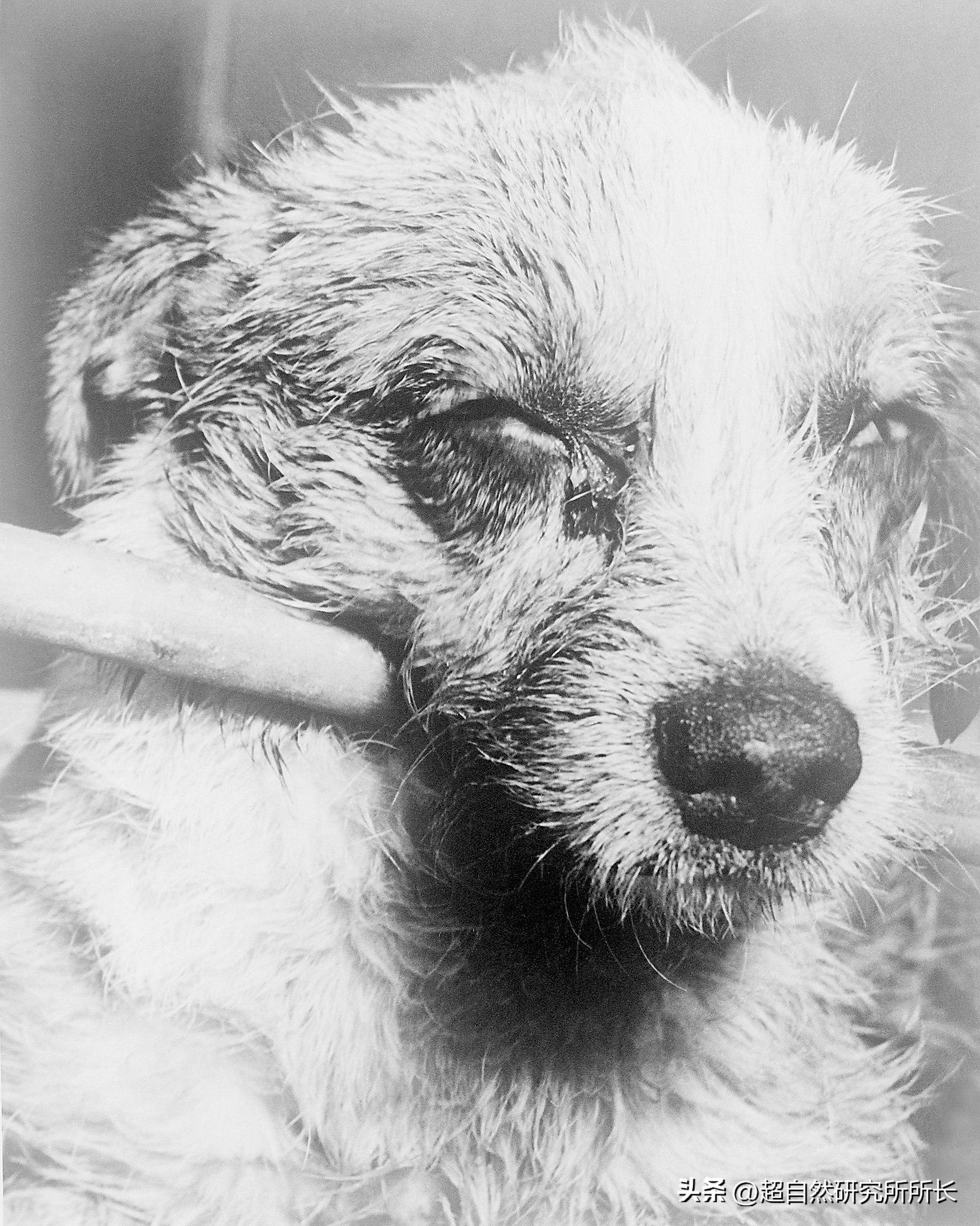 被狗咬了太可怕,被狗咬了才知道疼