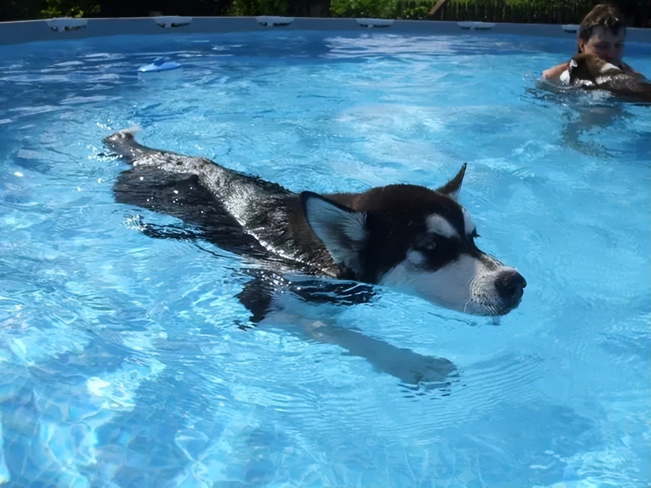 哈士奇有野外生存能力吗？将十只哈士奇放到非洲大草原会怎么样？