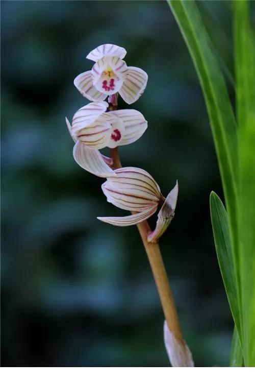最美的100种兰花图片,欣赏一下最美的兰花