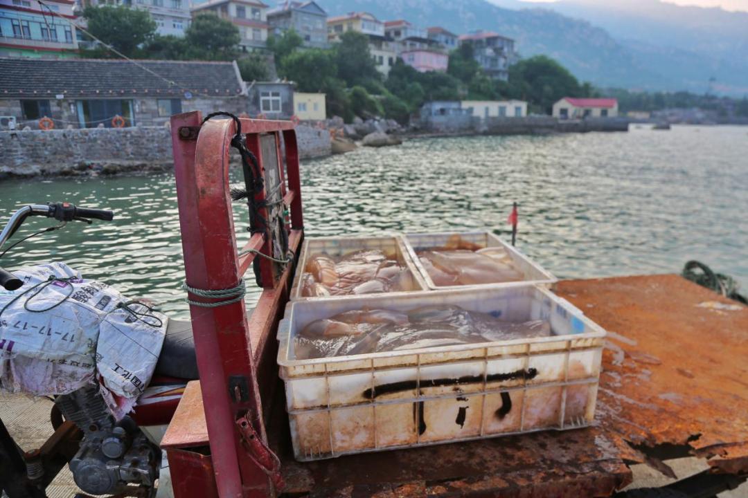 深入研究了青岛海鲜市场后，我重新理解了可持续的食物系统
