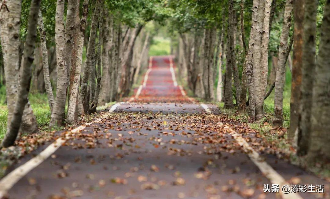 新高考作文素材书推荐,新高考议论文作文素材