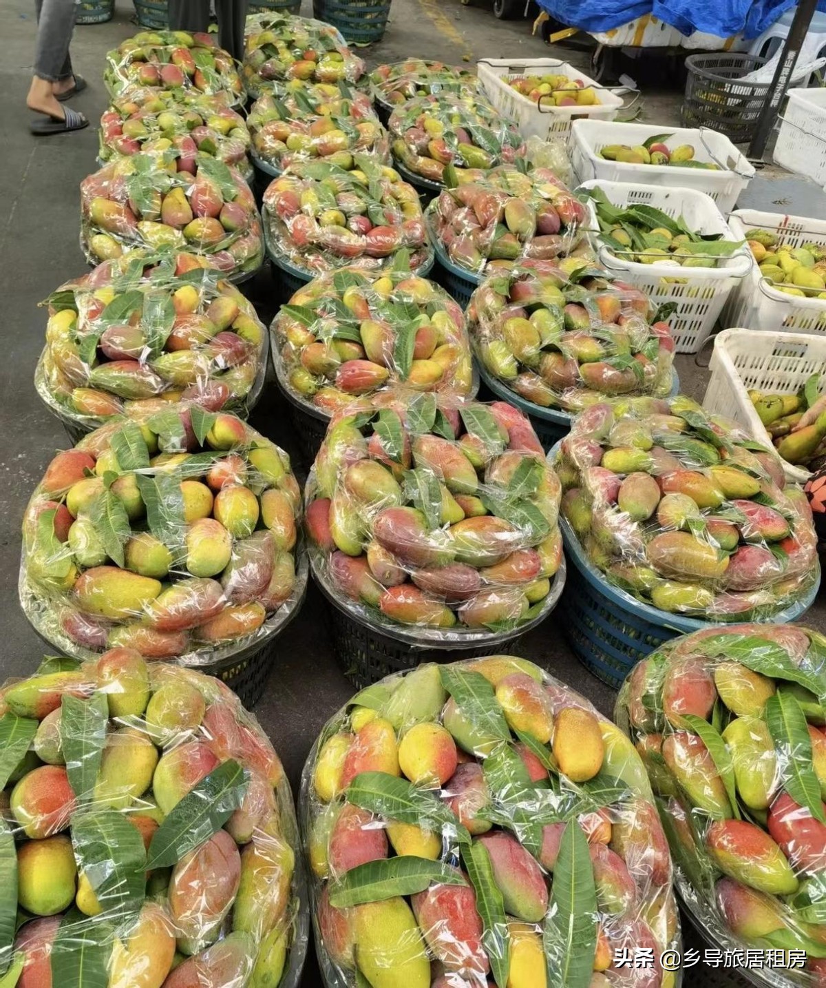 旅居三亚,三亚旅游买芒果