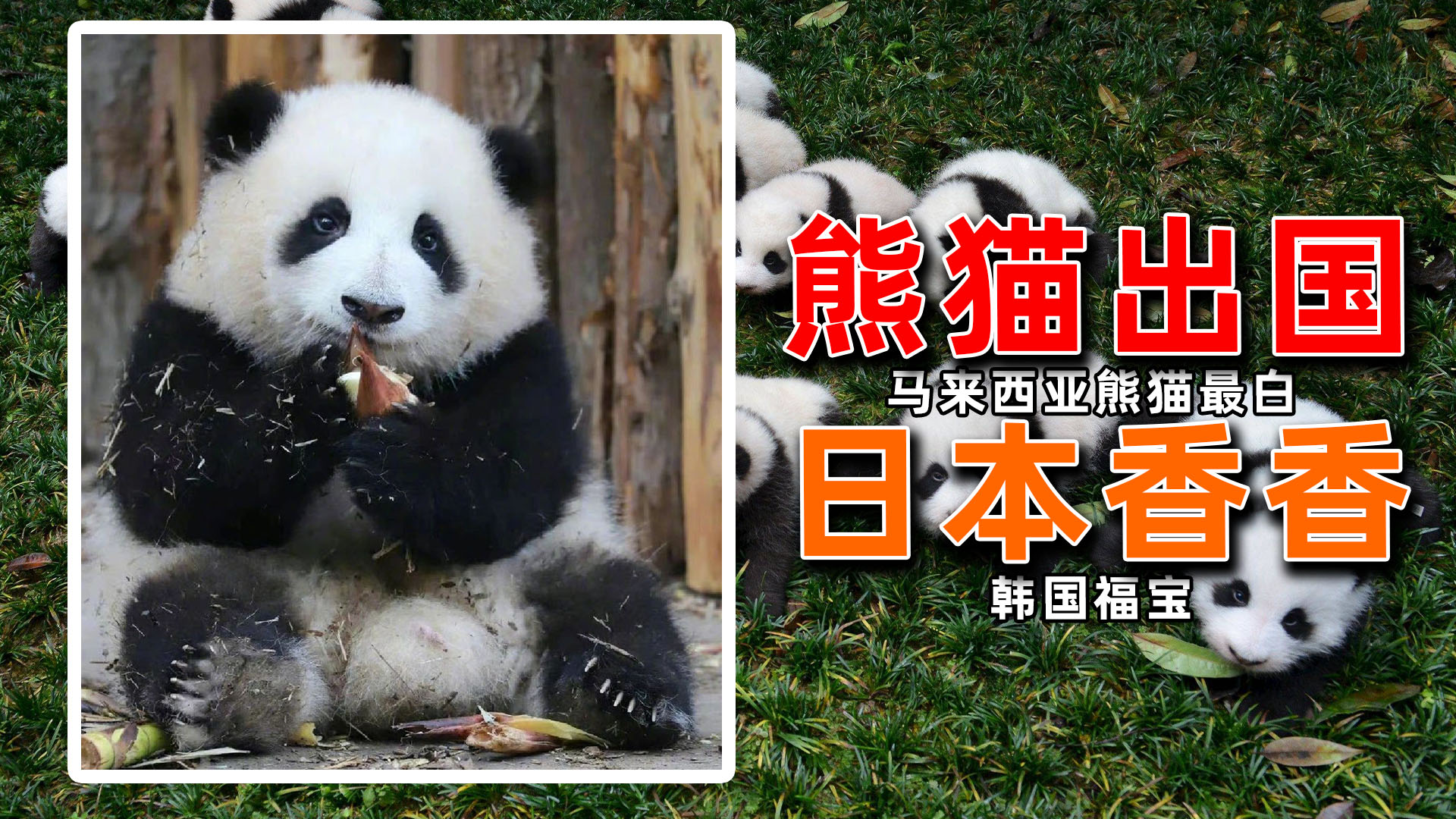 出国熊猫丫丫,熊猫福宝在国外有多欢迎