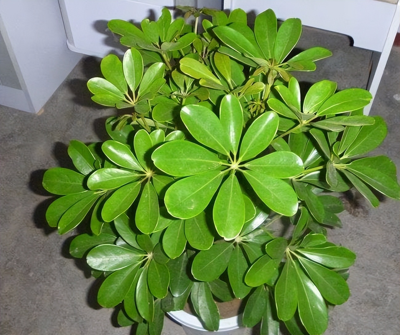 盆栽叶子发黄怎么解决,小盆栽叶子发黄处理方法